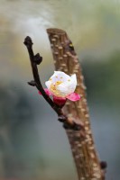 /album/fotogaleria-fotografia-macro/img-5224-640x480-jpg/